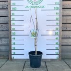 Asimina trojlaločná (Asimina triloba) ´PAW PAW´ - výška 70-80 cm, kont. C10L